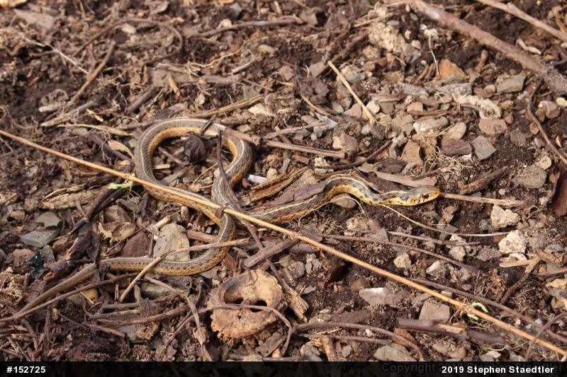 Eastern Gartersnake