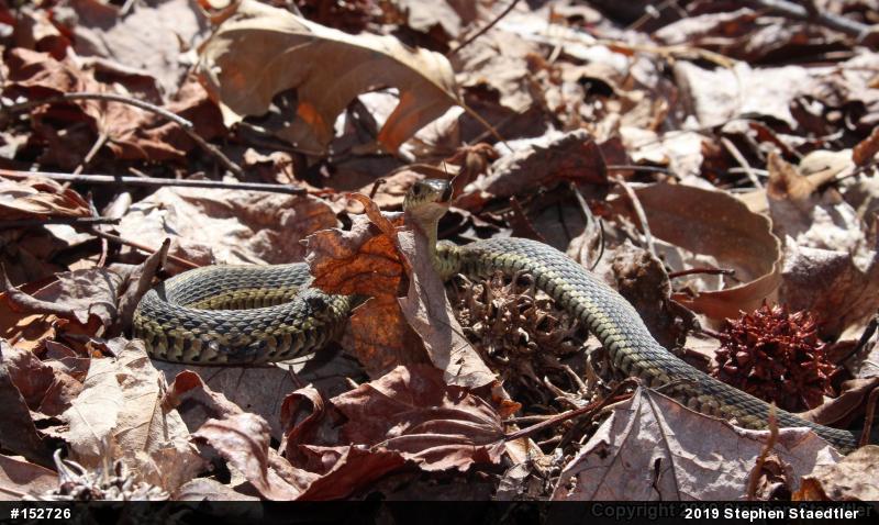 Eastern Gartersnake