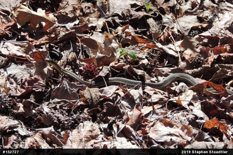Eastern Gartersnake
