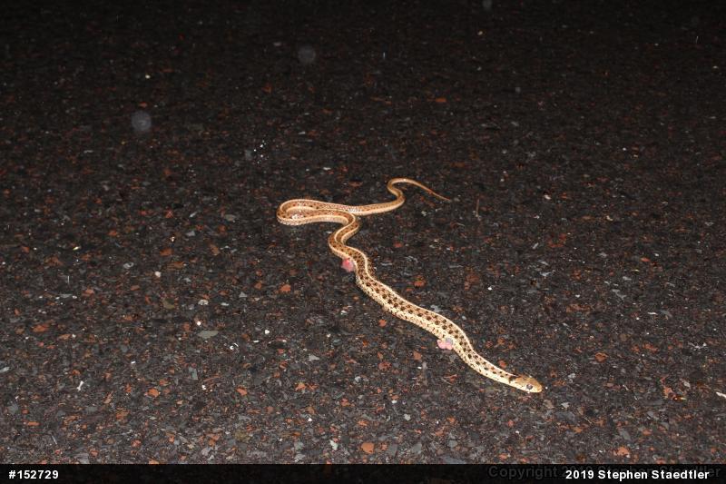 Eastern Gartersnake