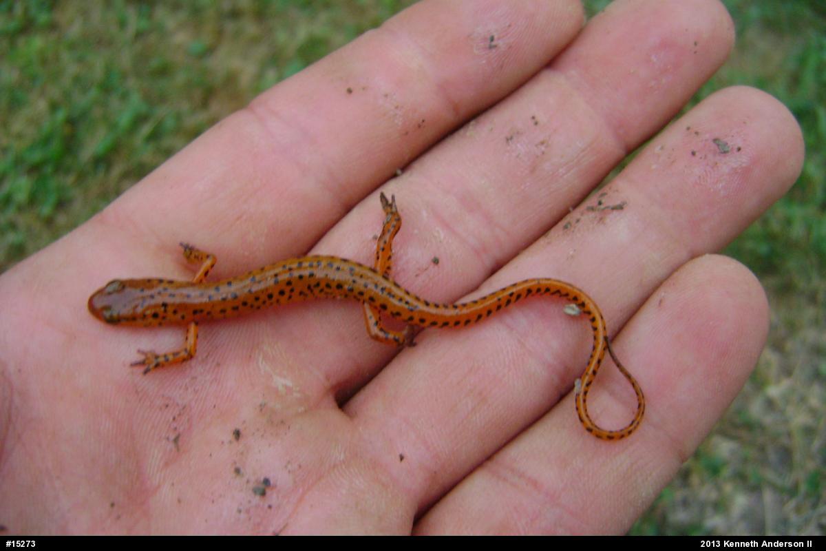 Eastern Long-tailed Salamander