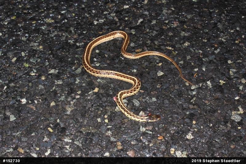 Eastern Gartersnake