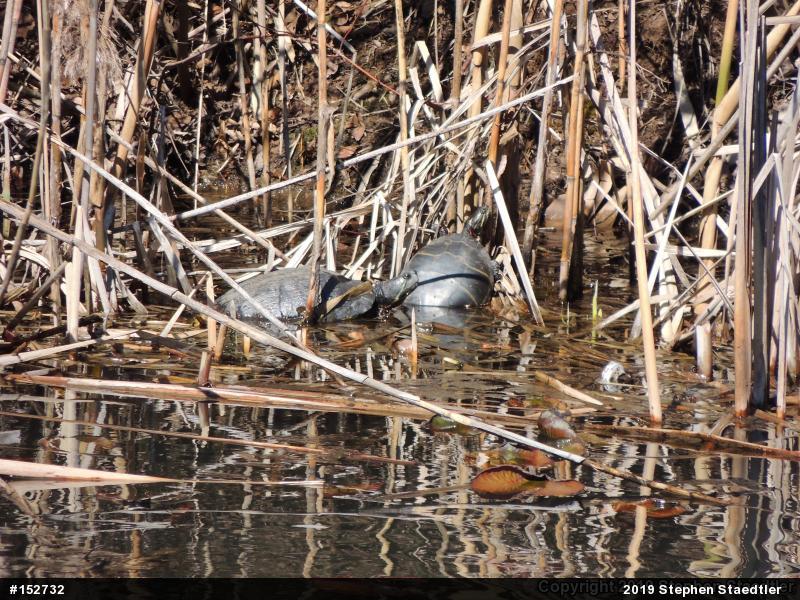 Eastern Painted Turtle