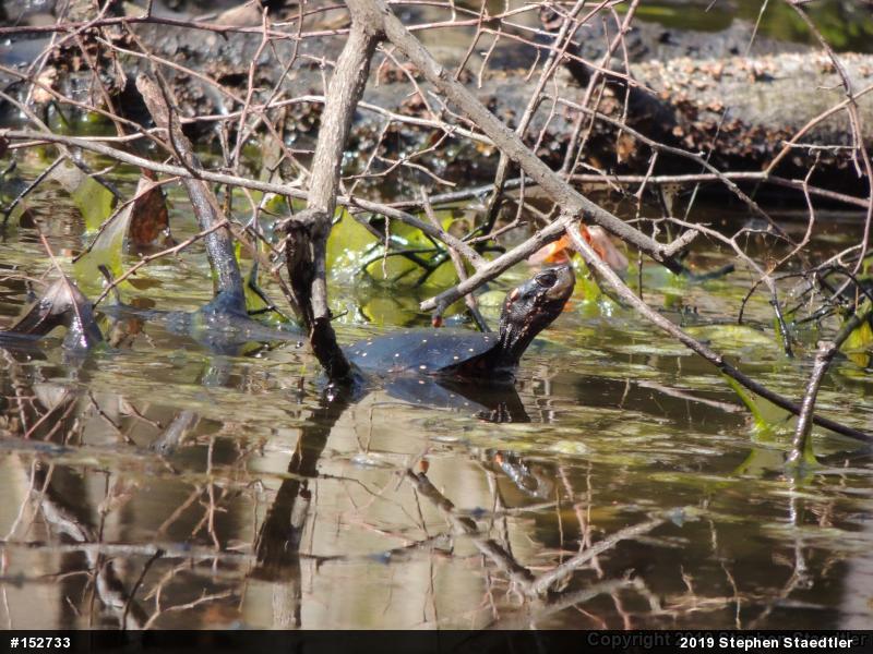 Spotted Turtle