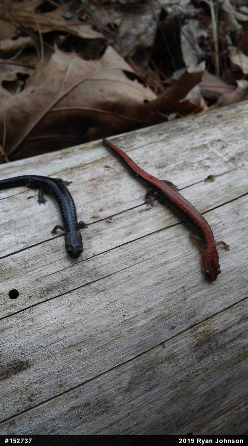 Eastern Red-backed  Salamander