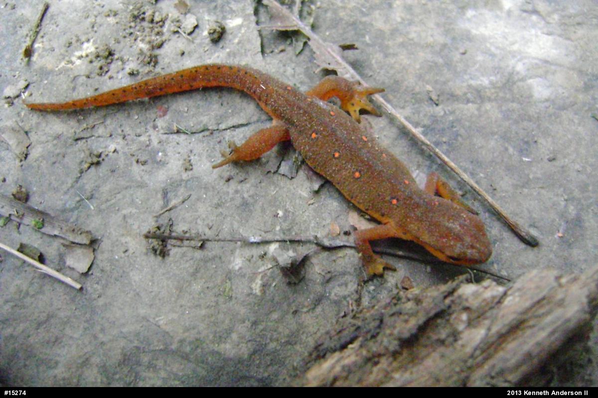 Red-spotted Newt