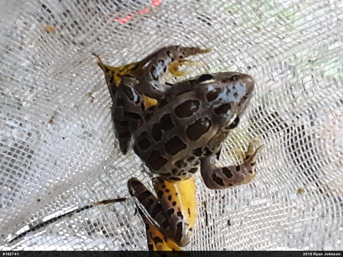 Pickerel Frog