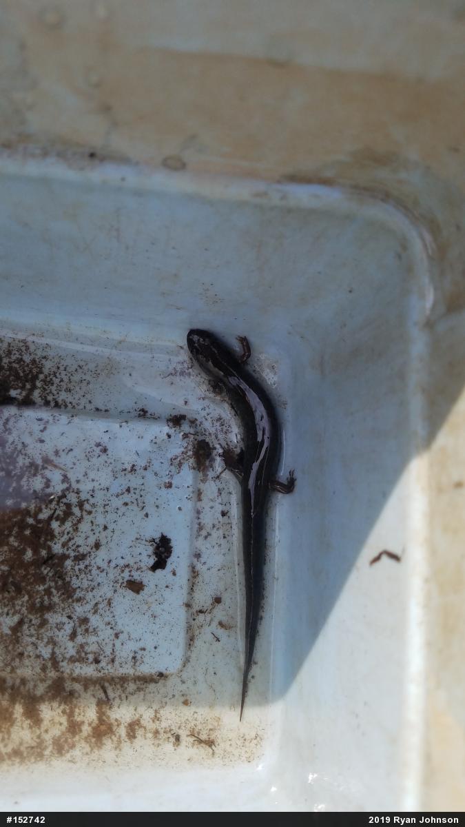 Northern Dusky Salamander
