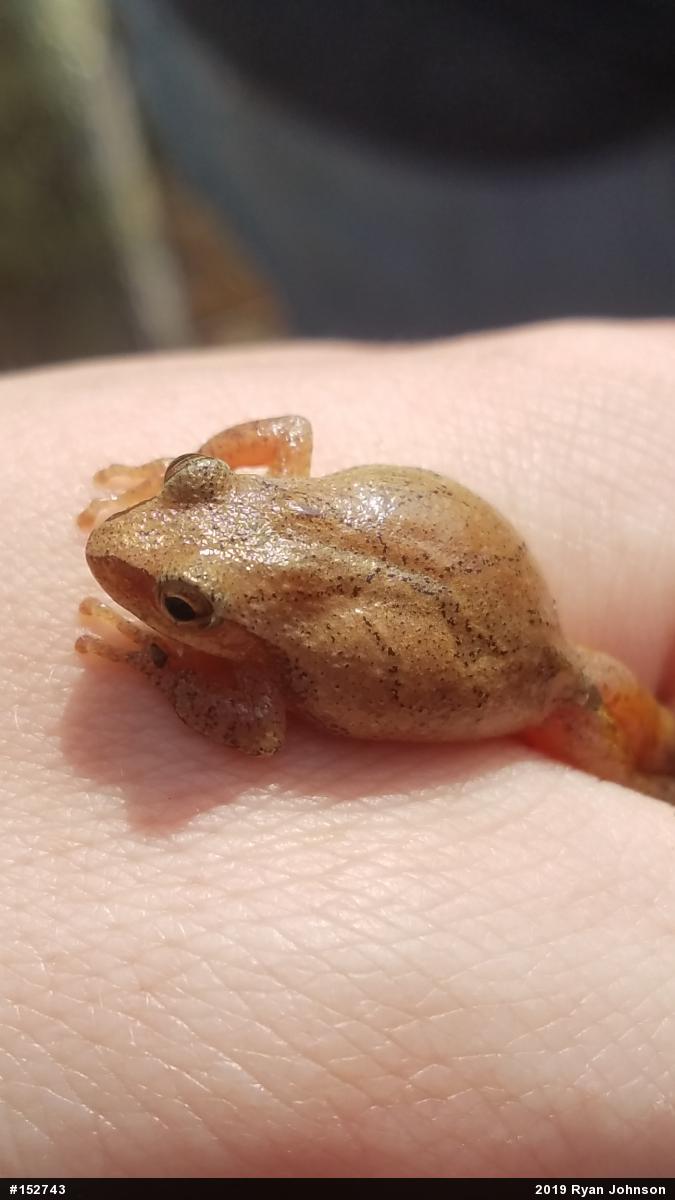Spring Peeper