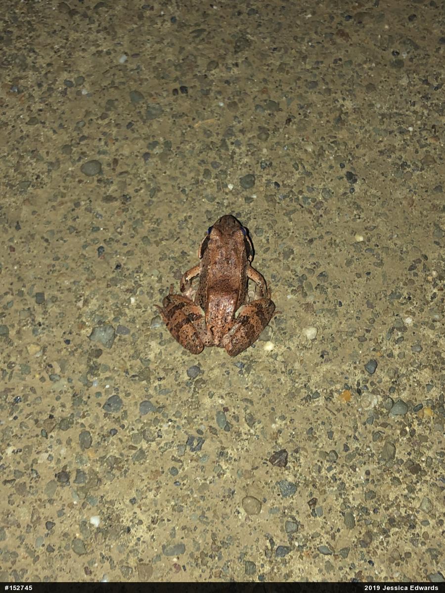 Wood Frog