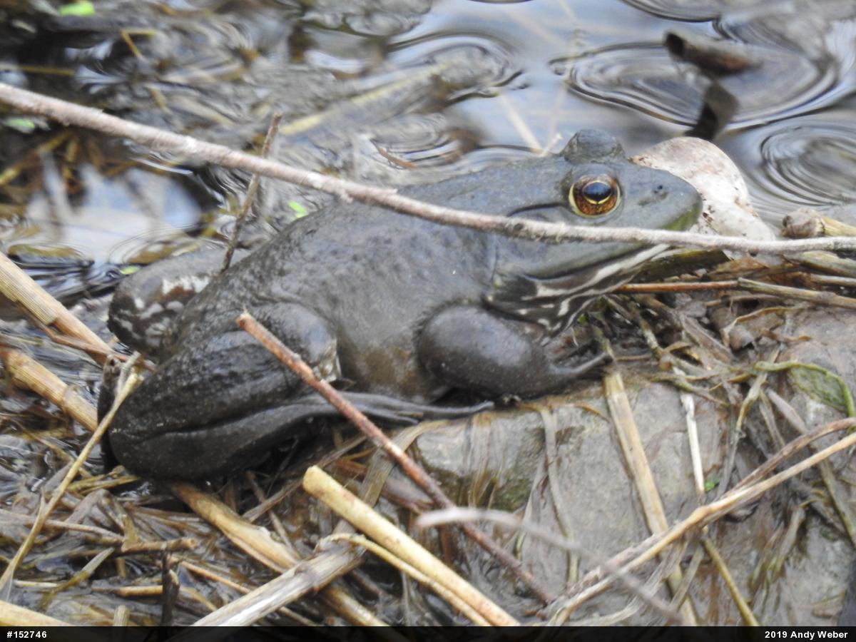 American Bullfrog