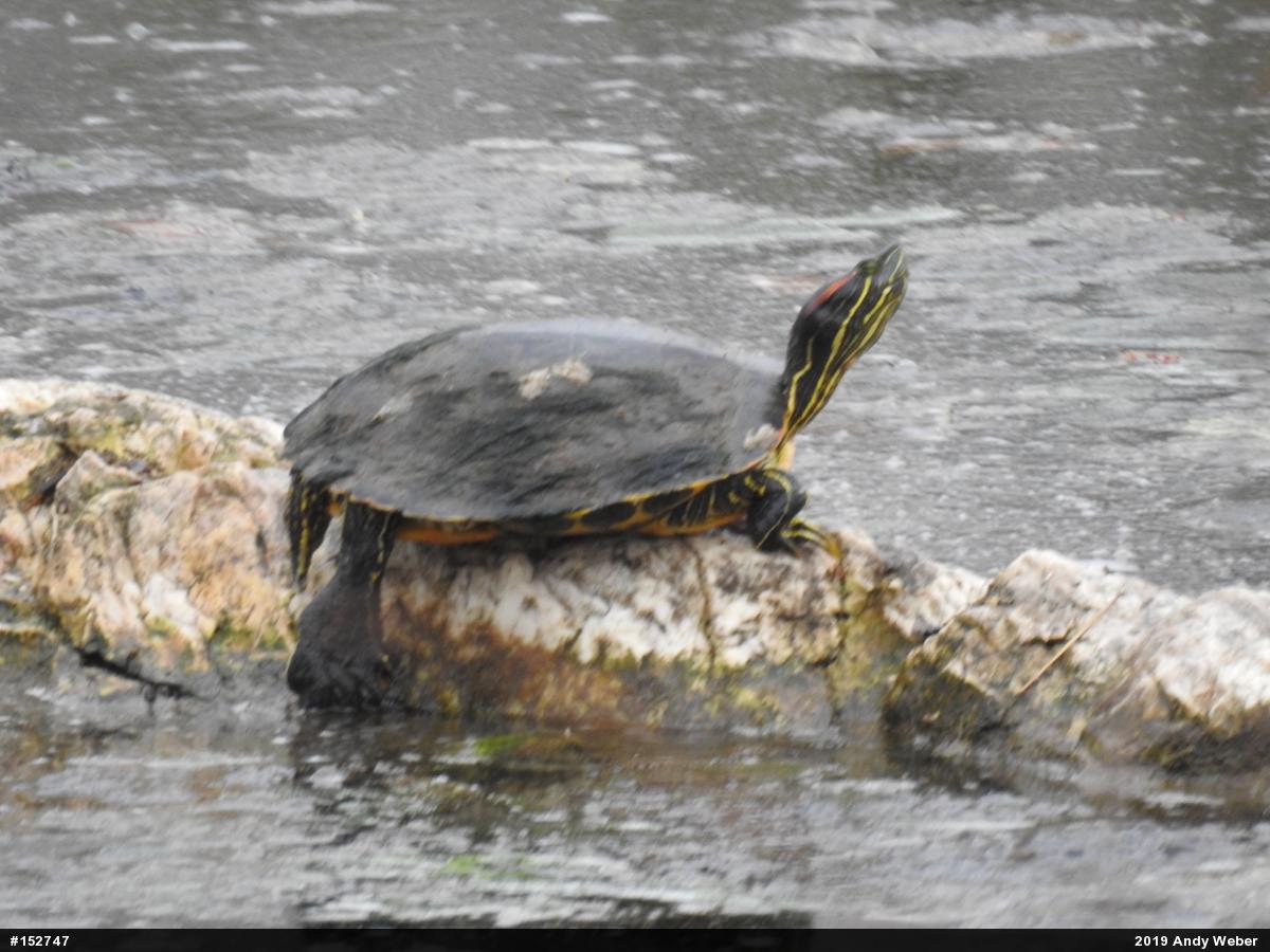 Red-eared Slider