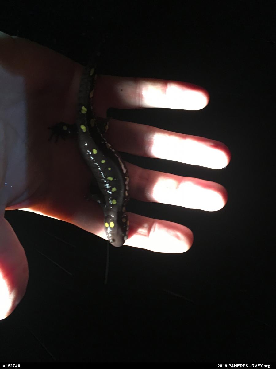 Spotted Salamander