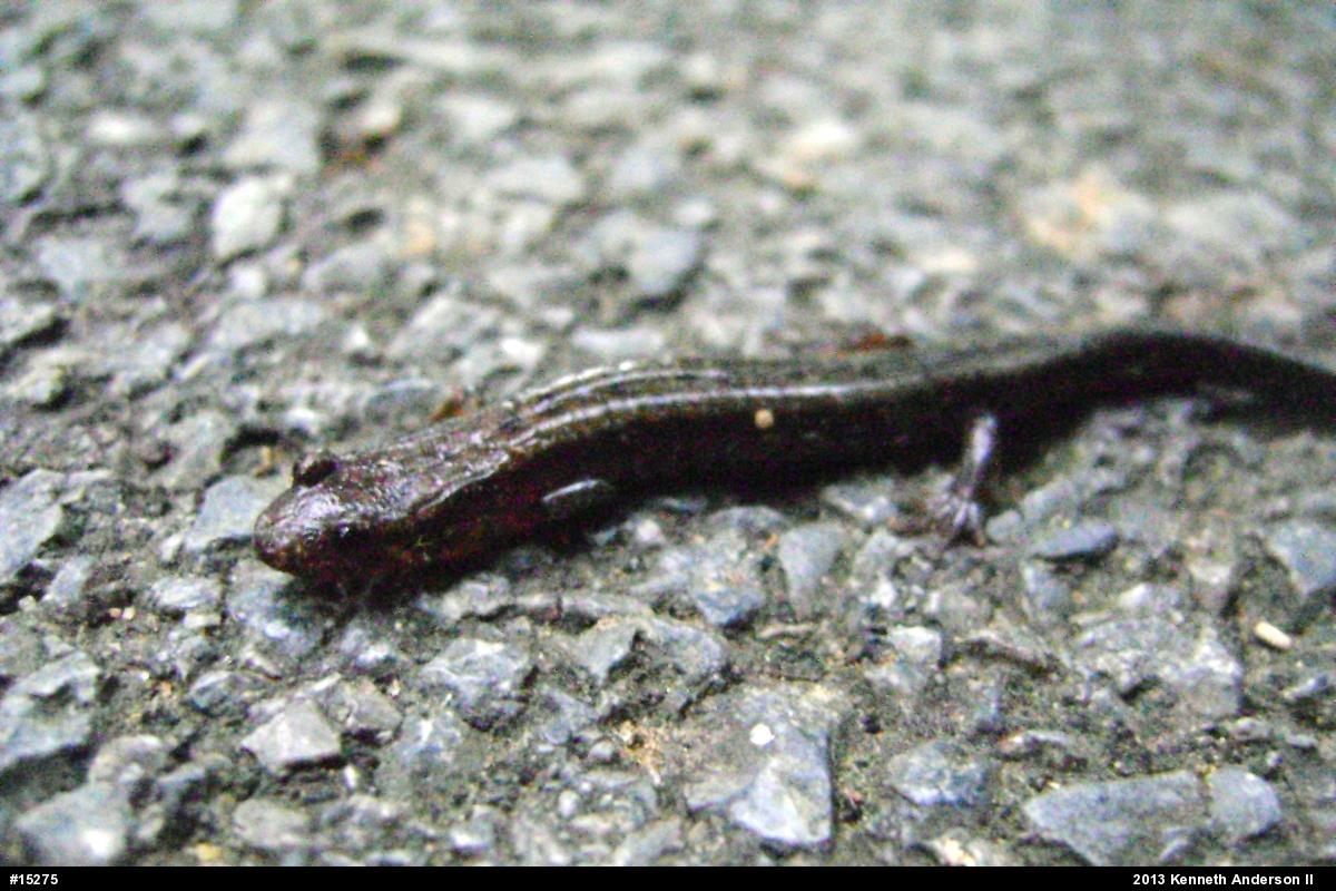 Allegheny Mountain Dusky Salamander