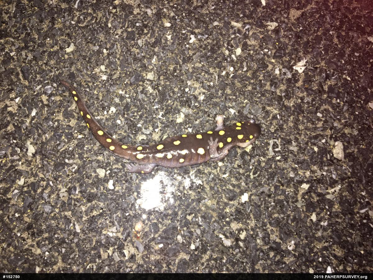 Spotted Salamander