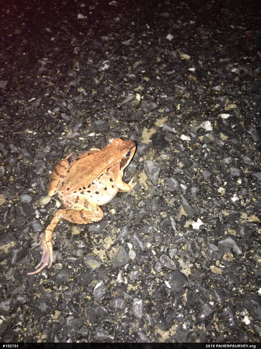Wood Frog
