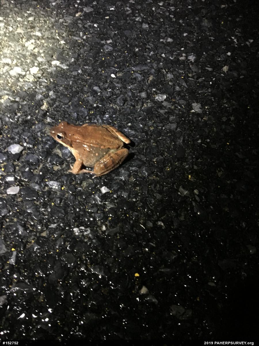Wood Frog