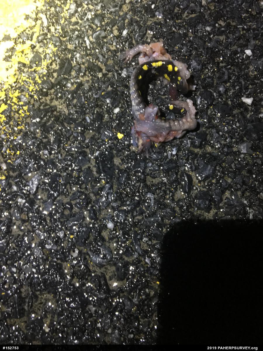 Spotted Salamander