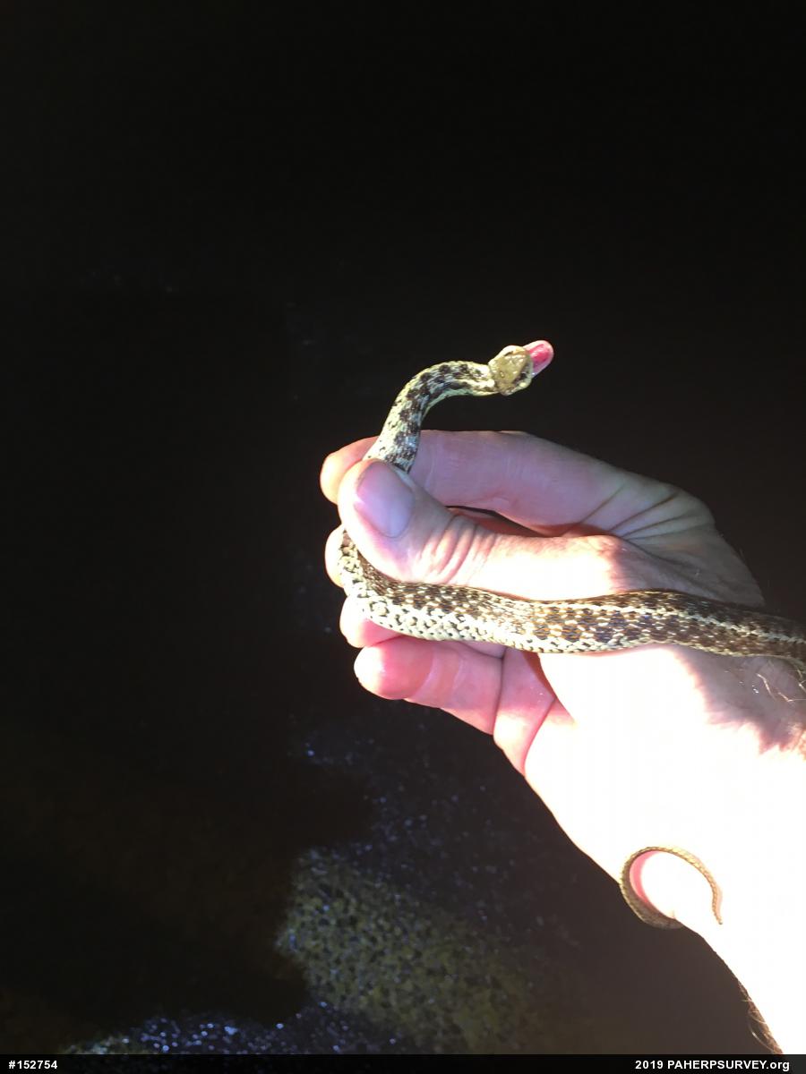Eastern Gartersnake