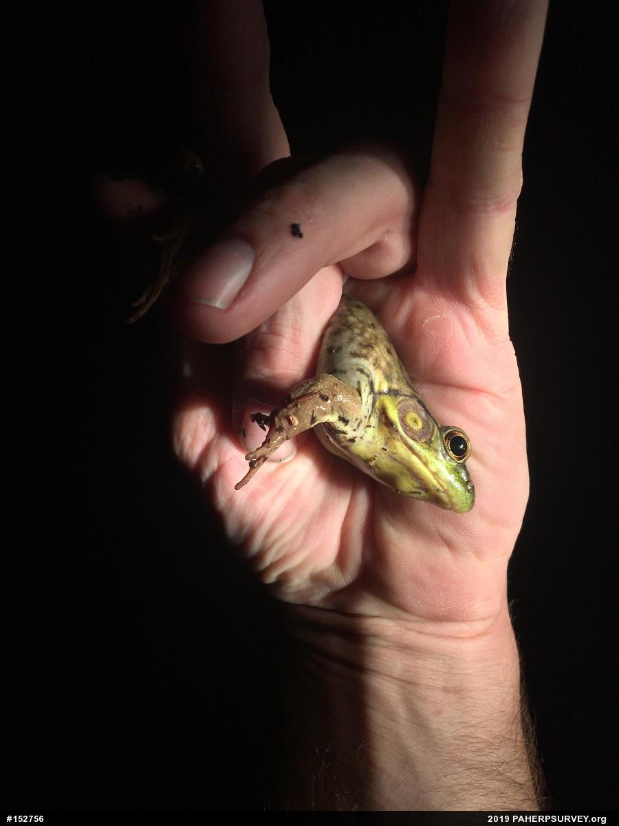 Green Frog