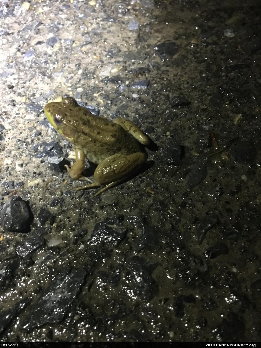 Green Frog