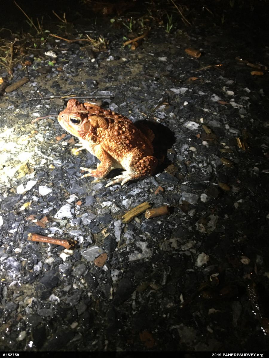 Eastern American Toad