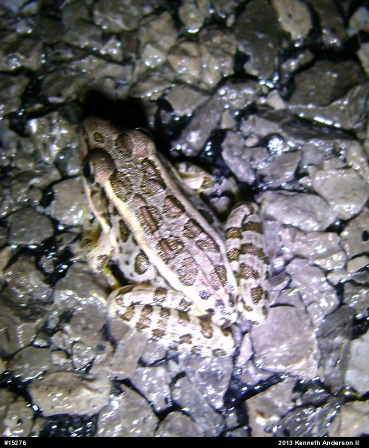 Pickerel Frog