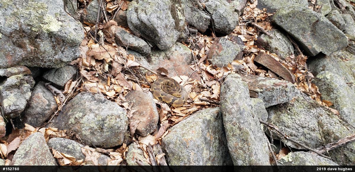 Timber Rattlesnake