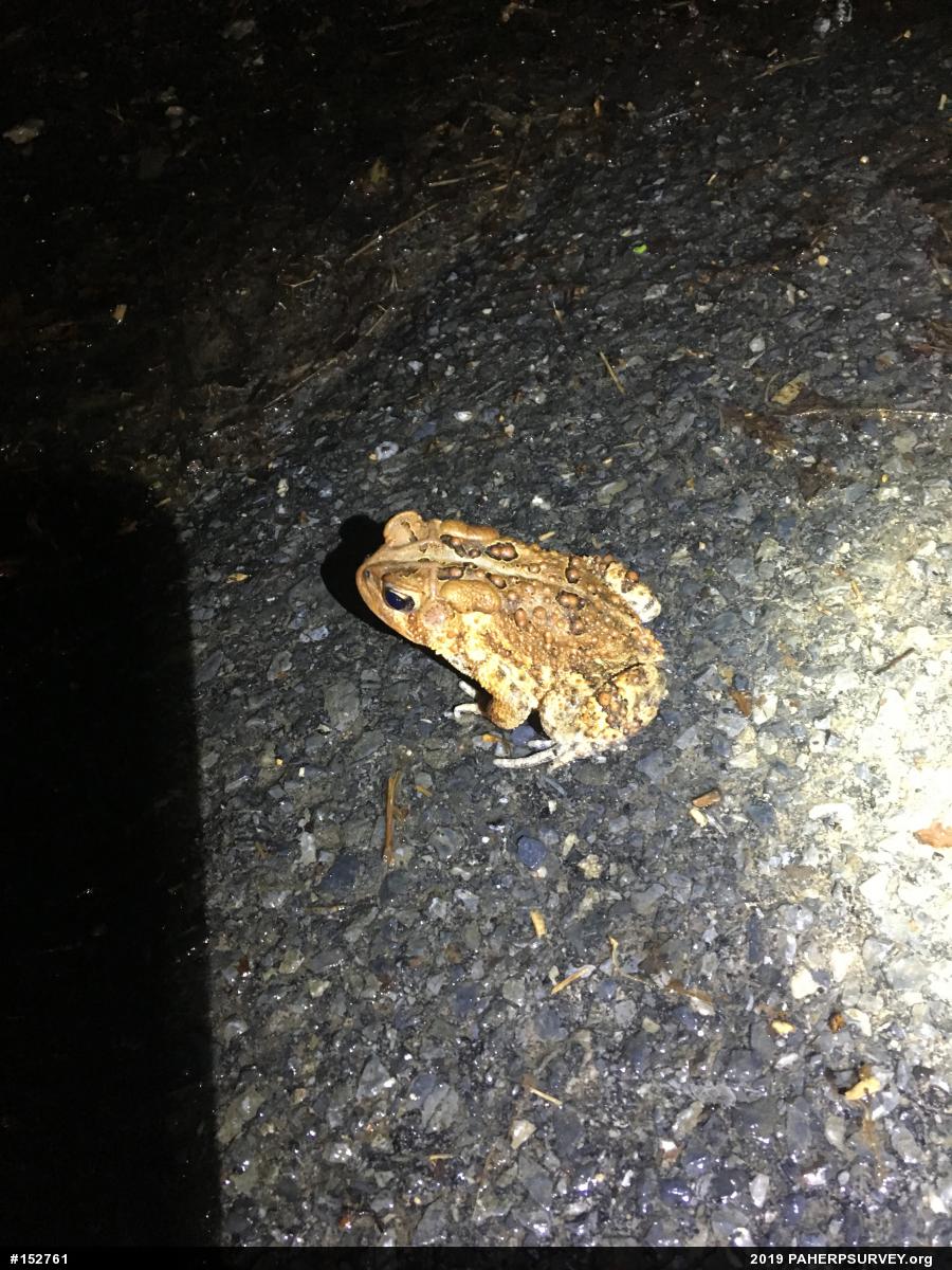 Eastern American Toad