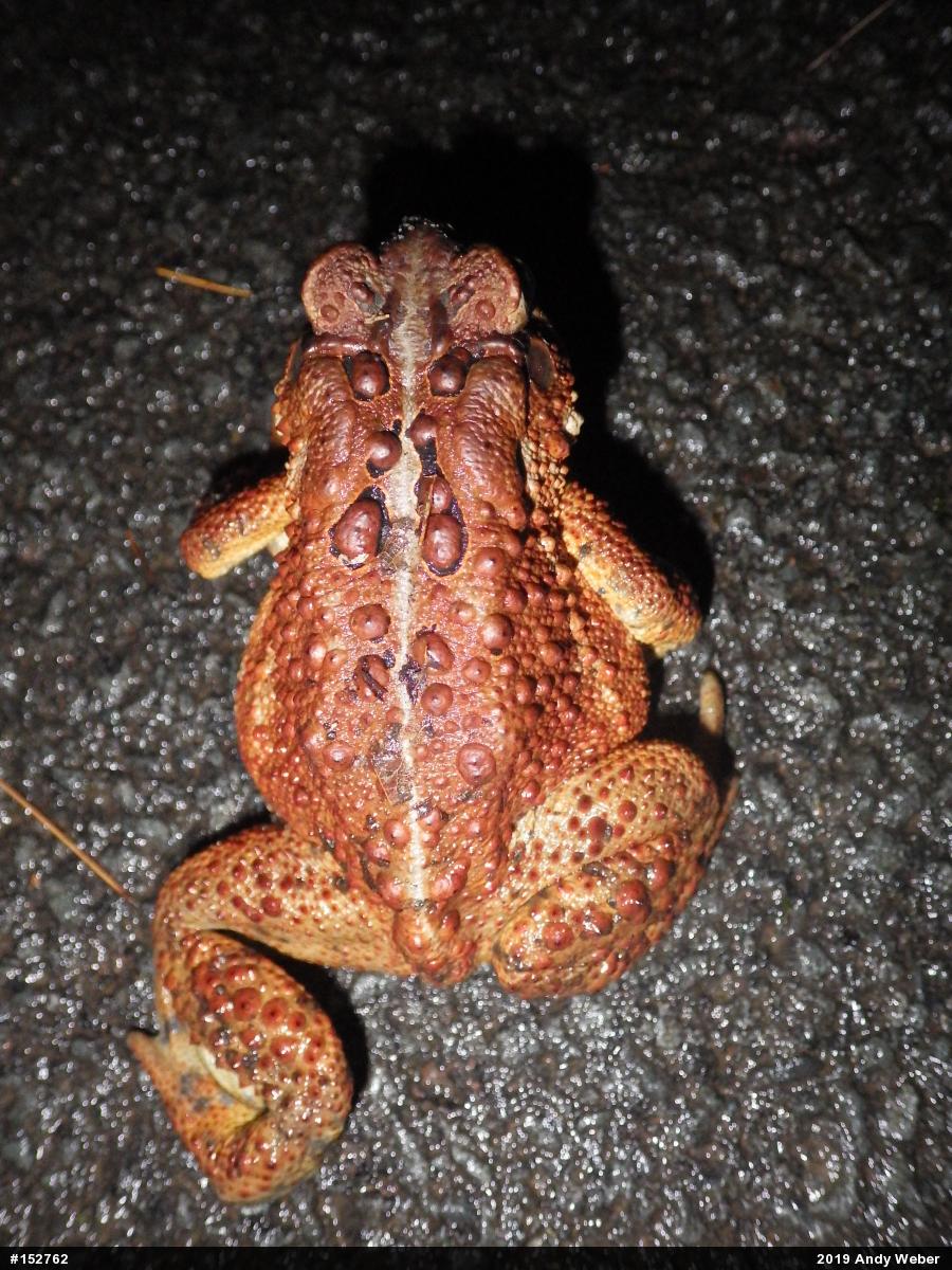 Eastern American Toad