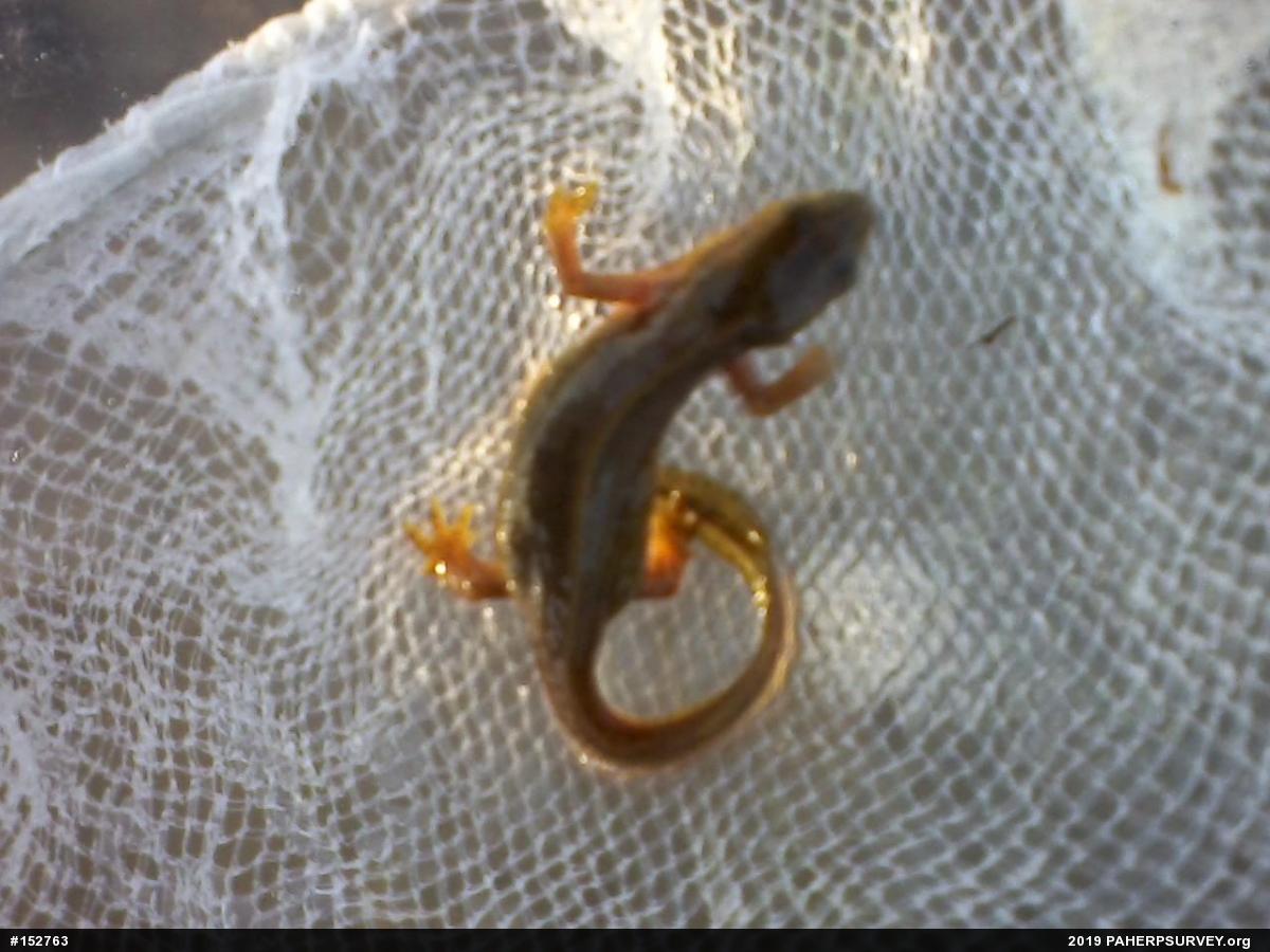 Red-spotted Newt