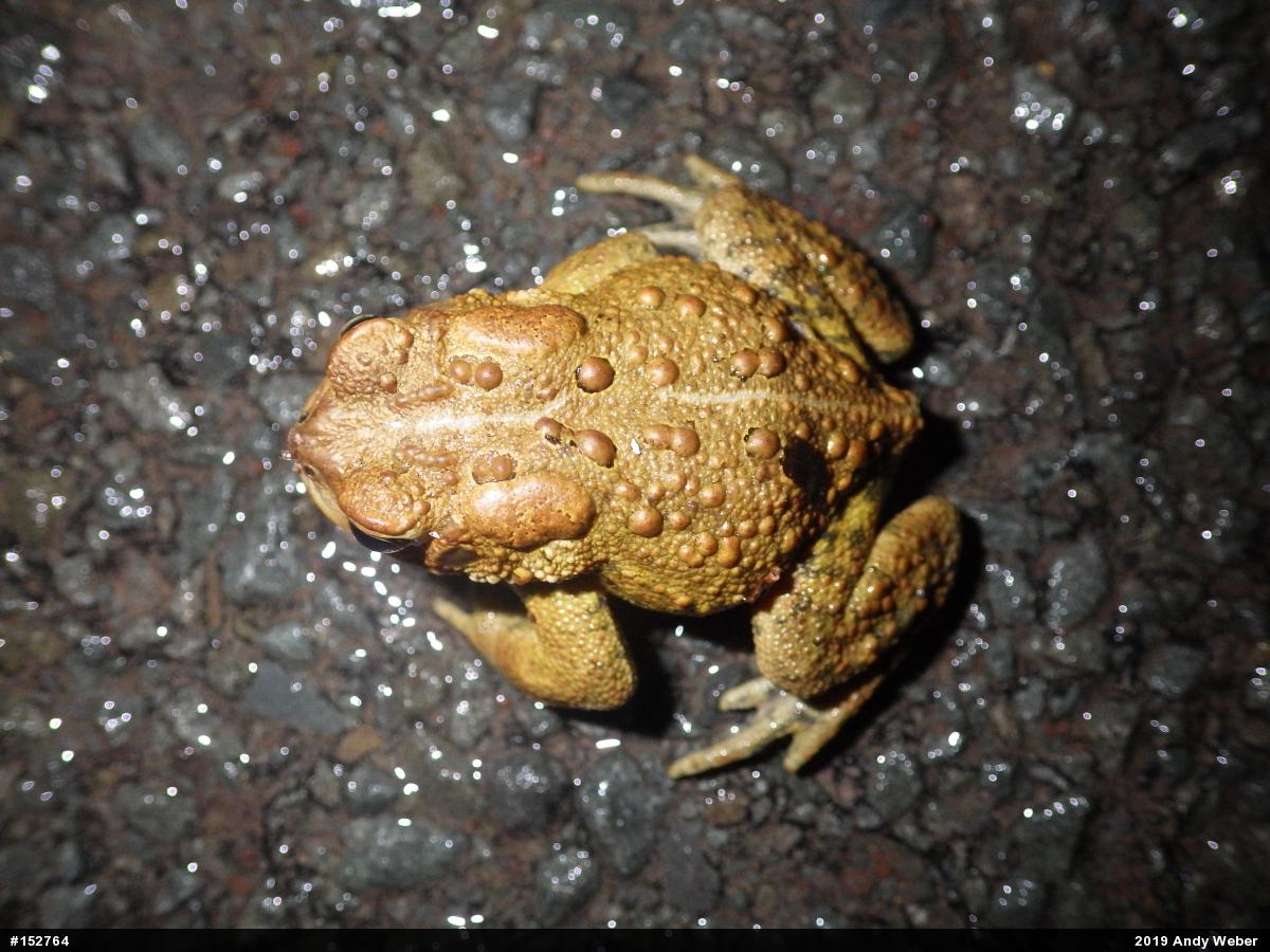Eastern American Toad