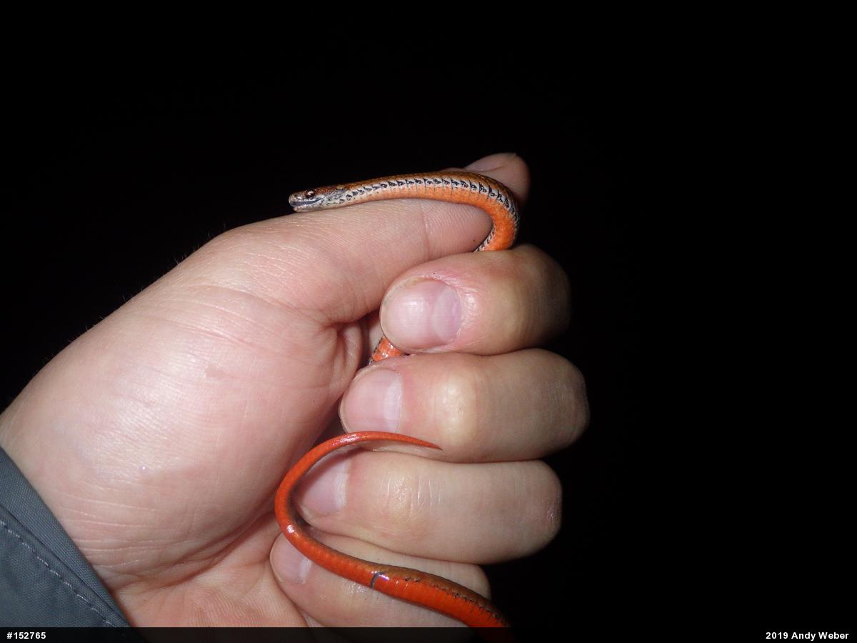 Red-bellied Snake