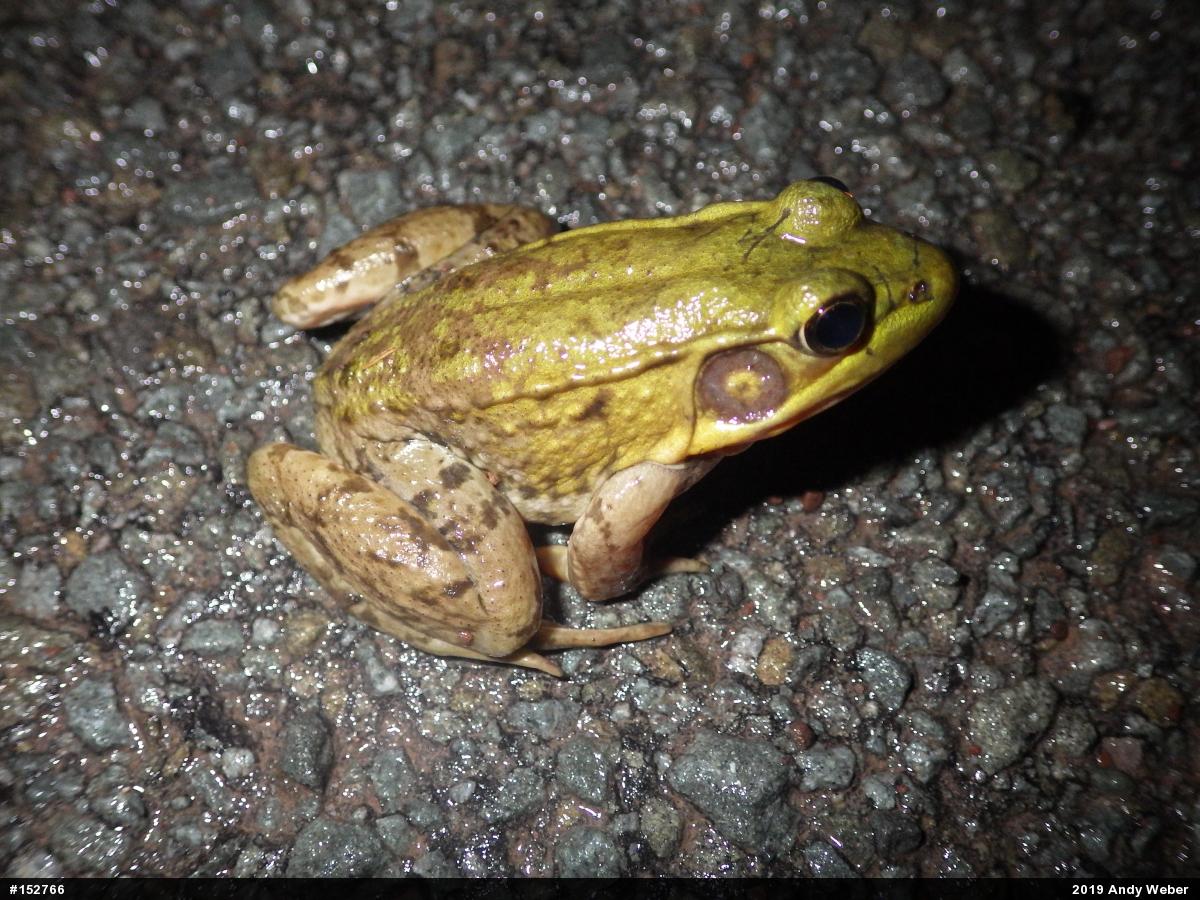 Green Frog