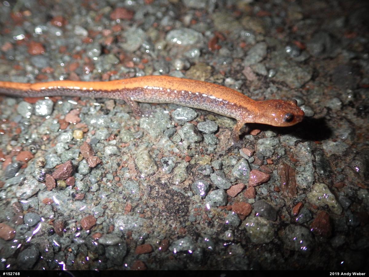 Eastern Red-backed  Salamander