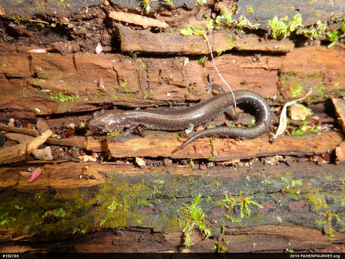Eastern Red-backed  Salamander