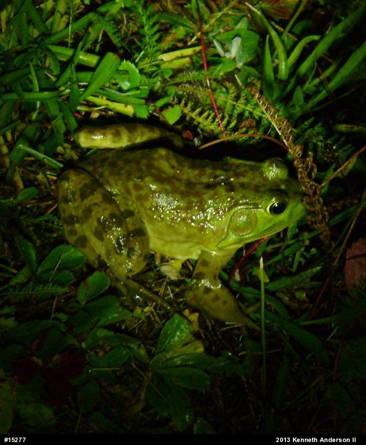 American Bullfrog