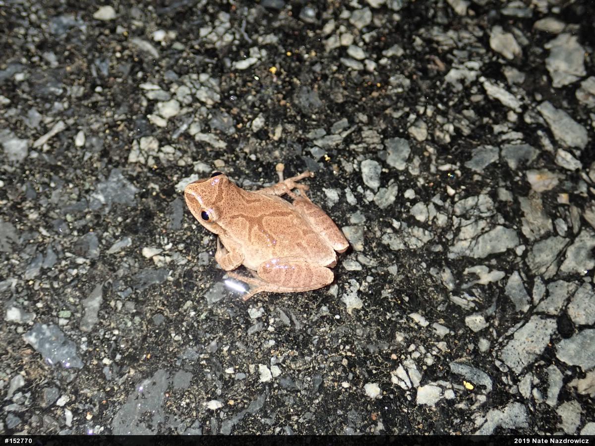 Spring Peeper