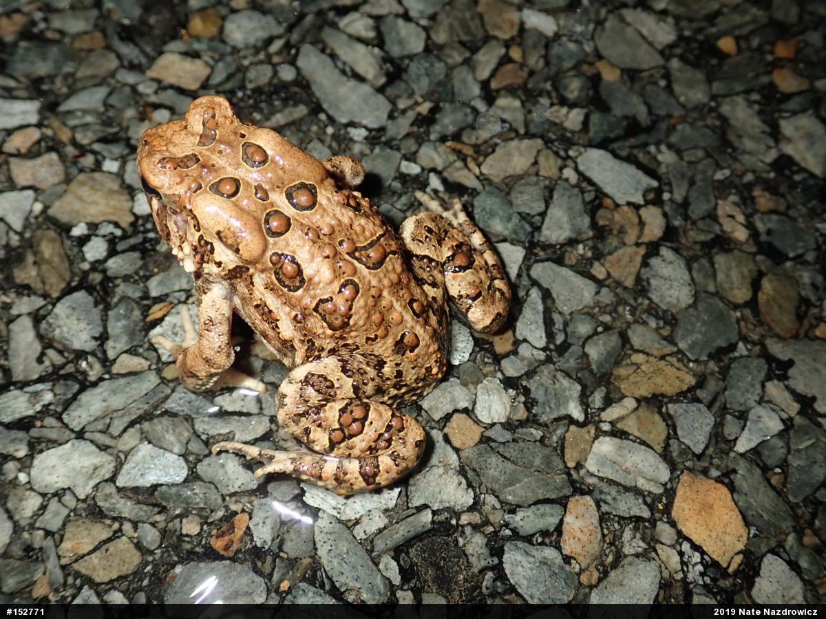 Eastern American Toad