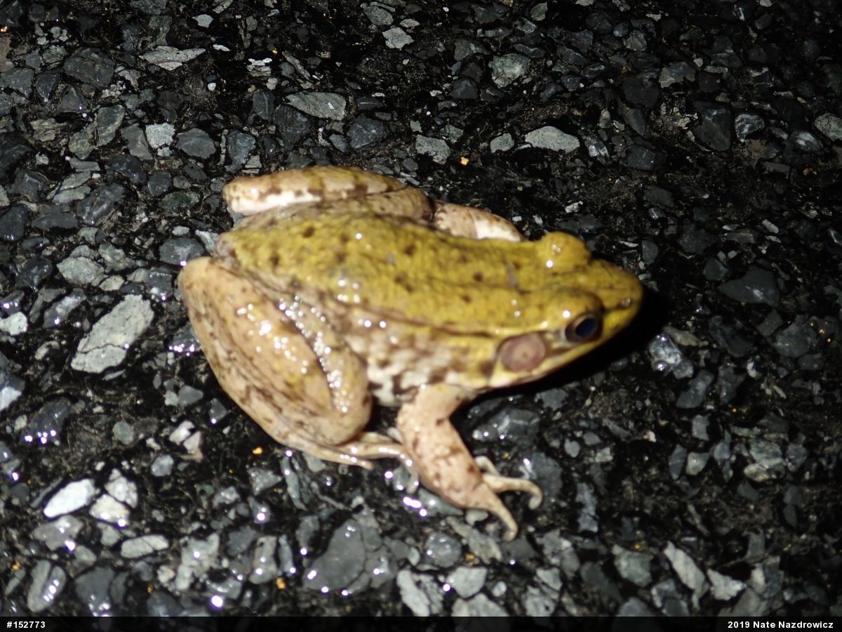 Green Frog