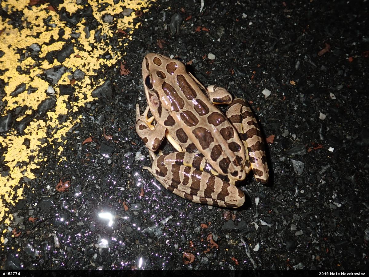 Pickerel Frog
