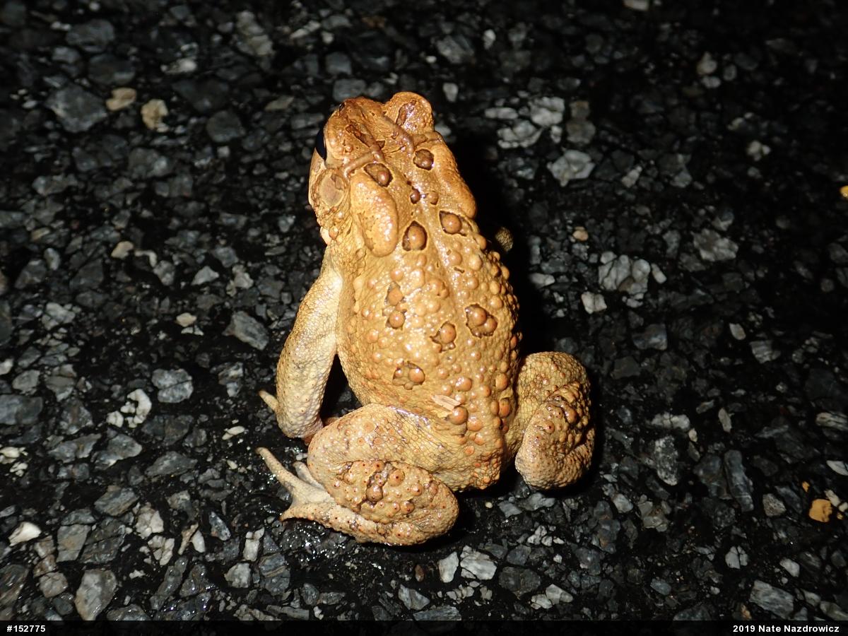 Eastern American Toad