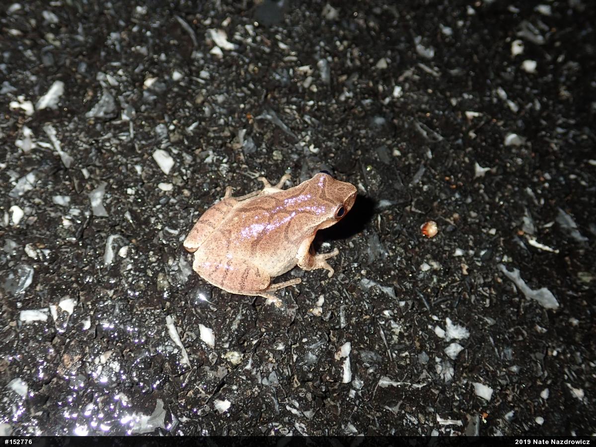 Spring Peeper