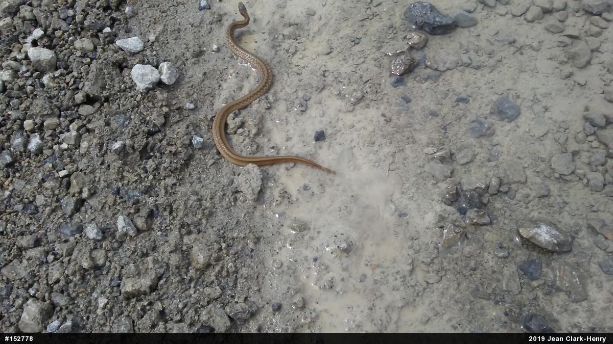 Dekay's Brownsnake