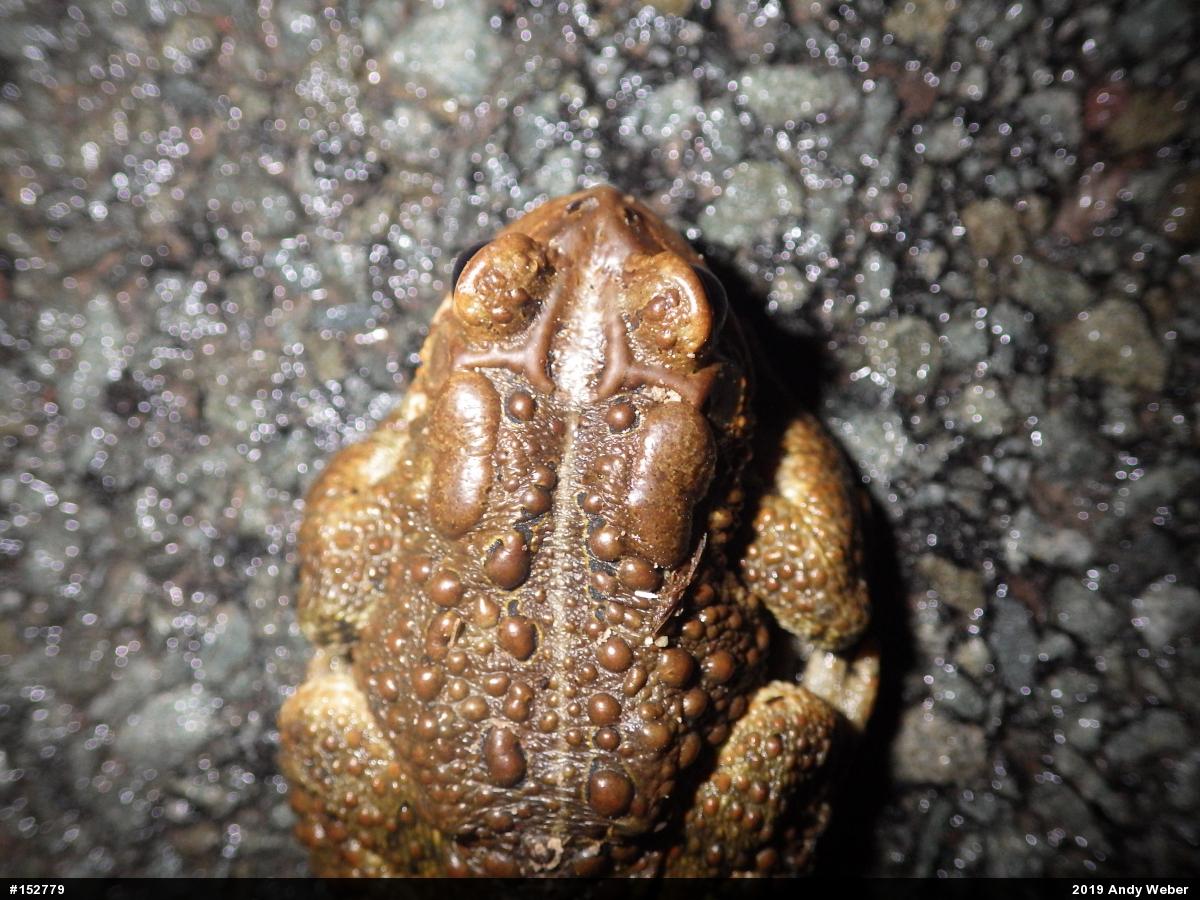 Eastern American Toad