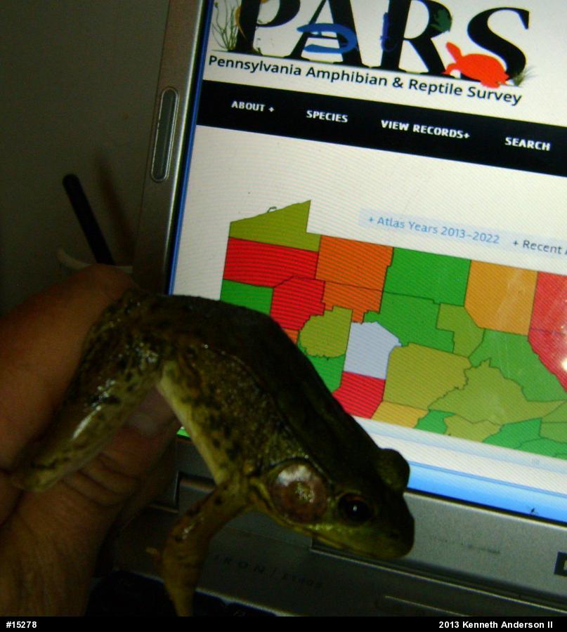 Green Frog