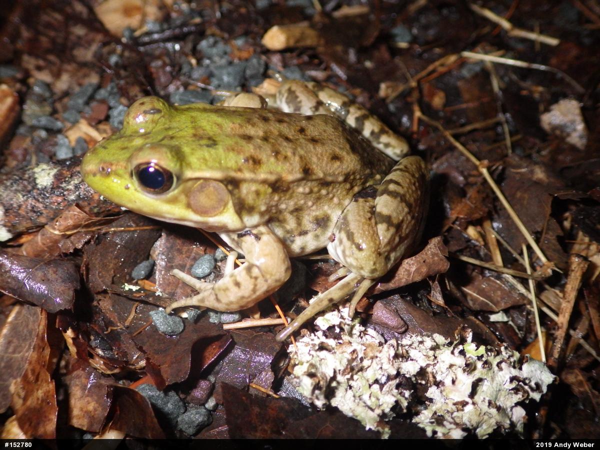 Green Frog