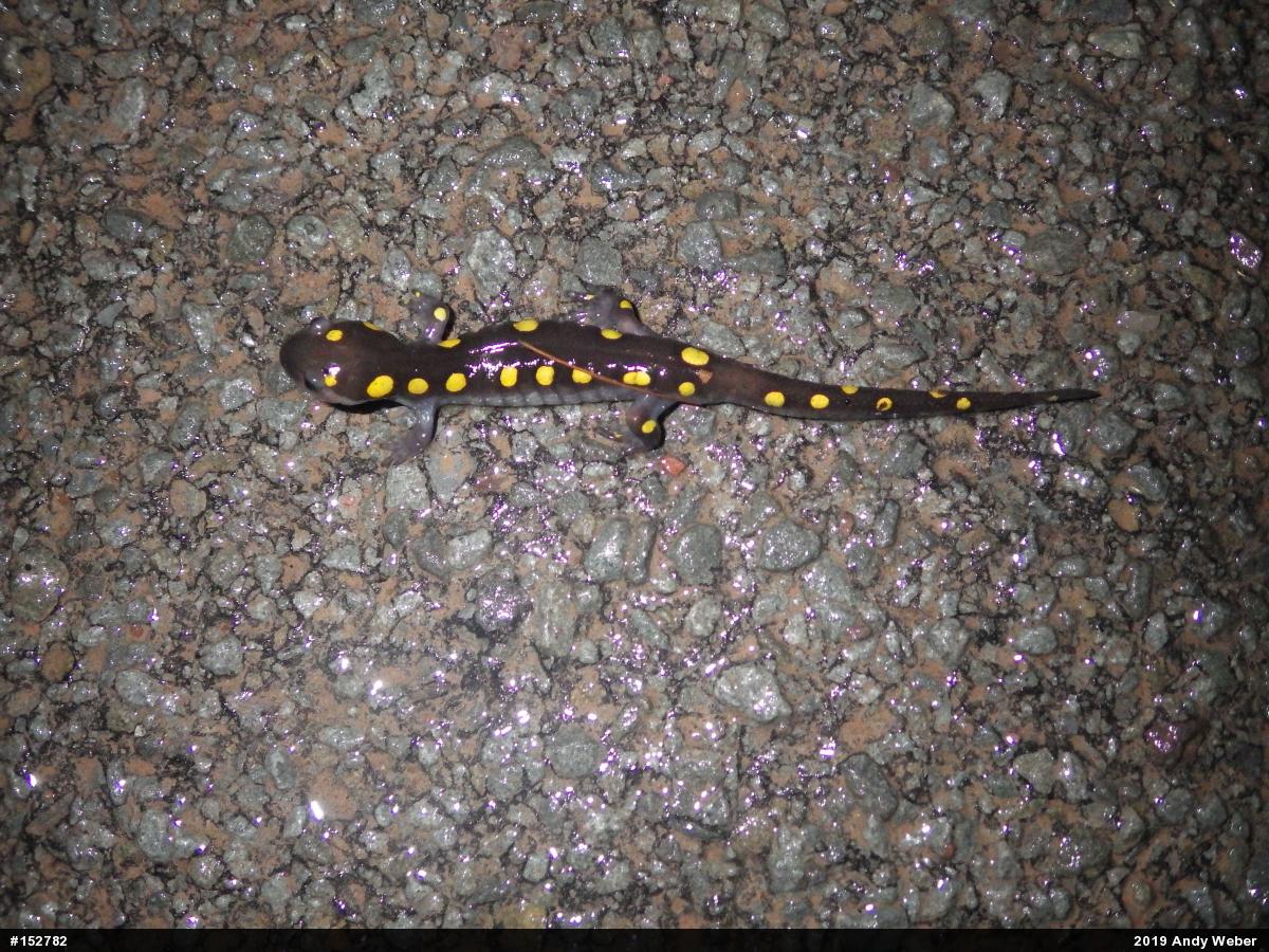Spotted Salamander