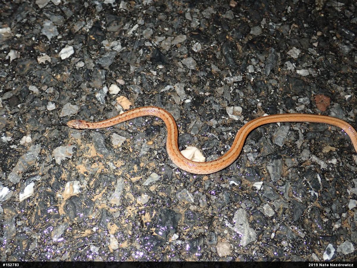 Dekay's Brownsnake