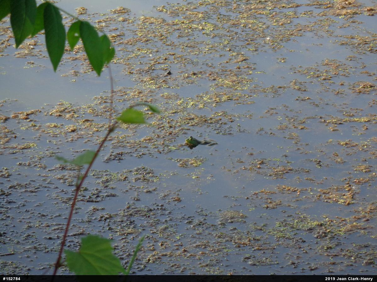 American Bullfrog